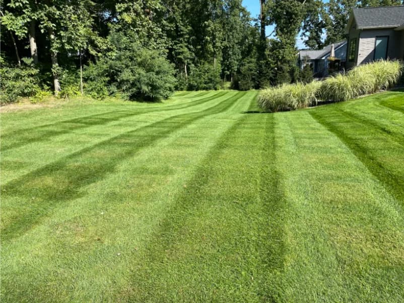 Mowed backyard